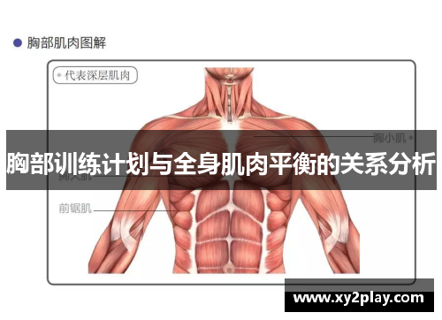 胸部训练计划与全身肌肉平衡的关系分析